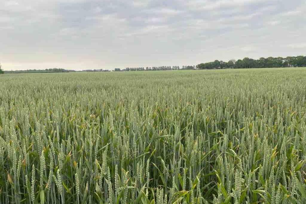 Schrijvershuisje - Sfeer & Stilte Zeeuws Vlaanderen Zaamslag Luaran gambar